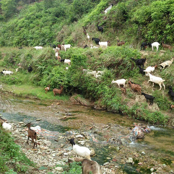 凯丰合作养殖基地