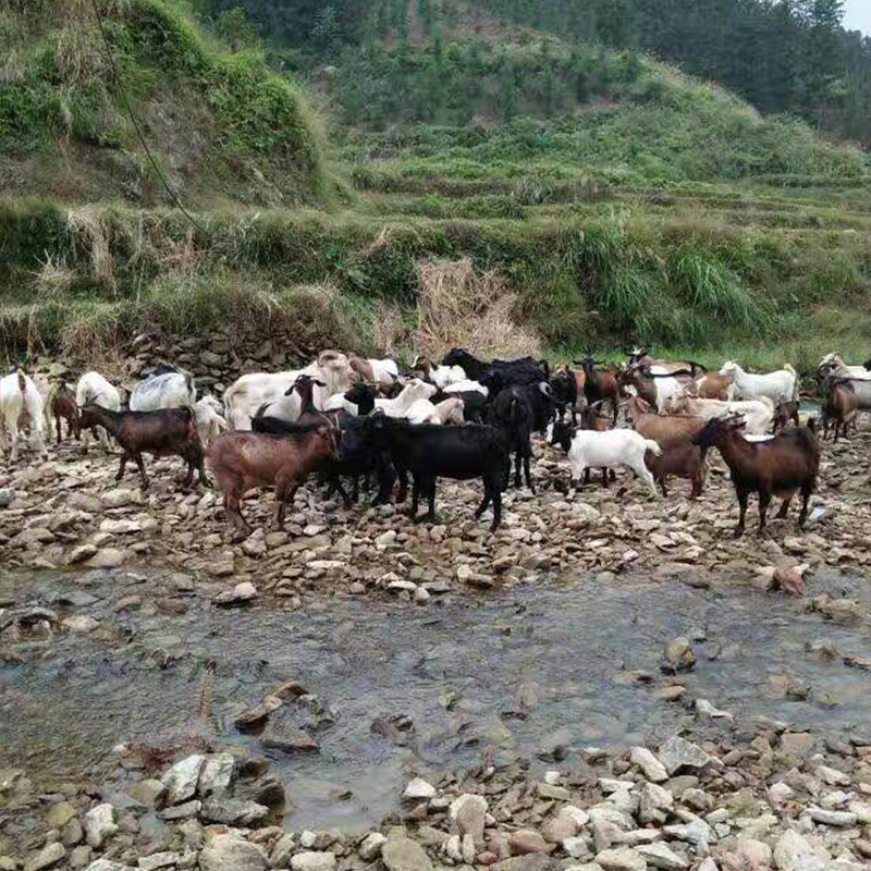 凯丰合作养殖基地